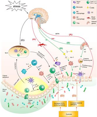 Psychological stress in inflammatory bowel disease: Psychoneuroimmunological insights into bidirectional gut–brain communications